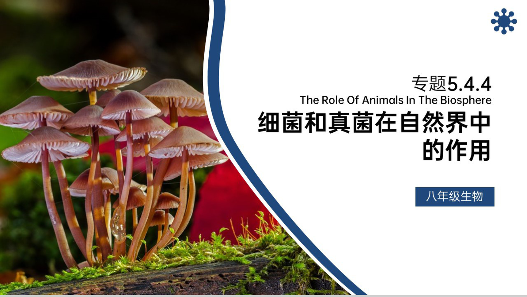 《细菌和真菌在自然界中的作用》八年级初二上册PPT课件（第5.4.4课时）-网亿资源平台