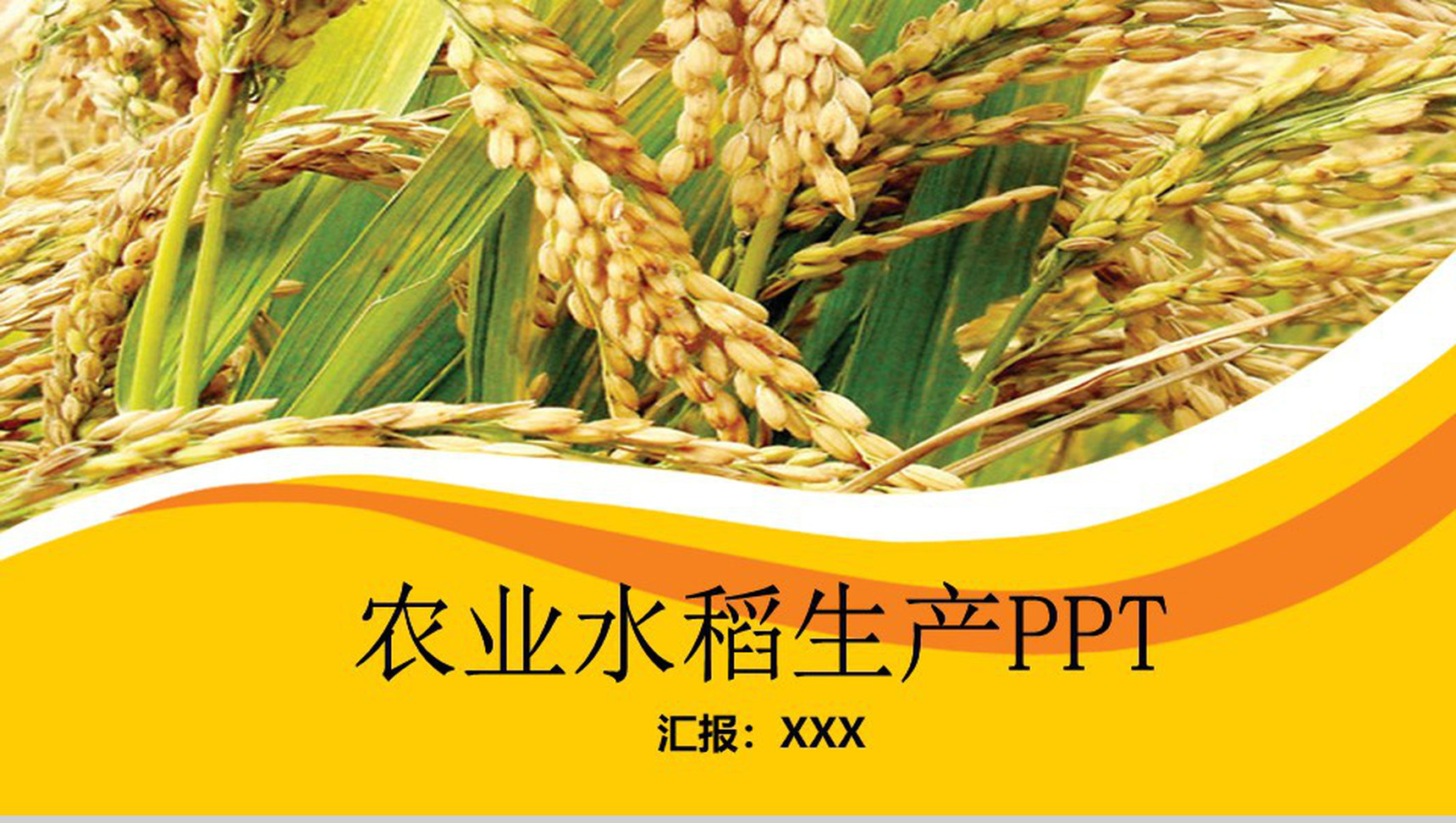 金黄色农业水稻生产PPT模板-网亿资源平台