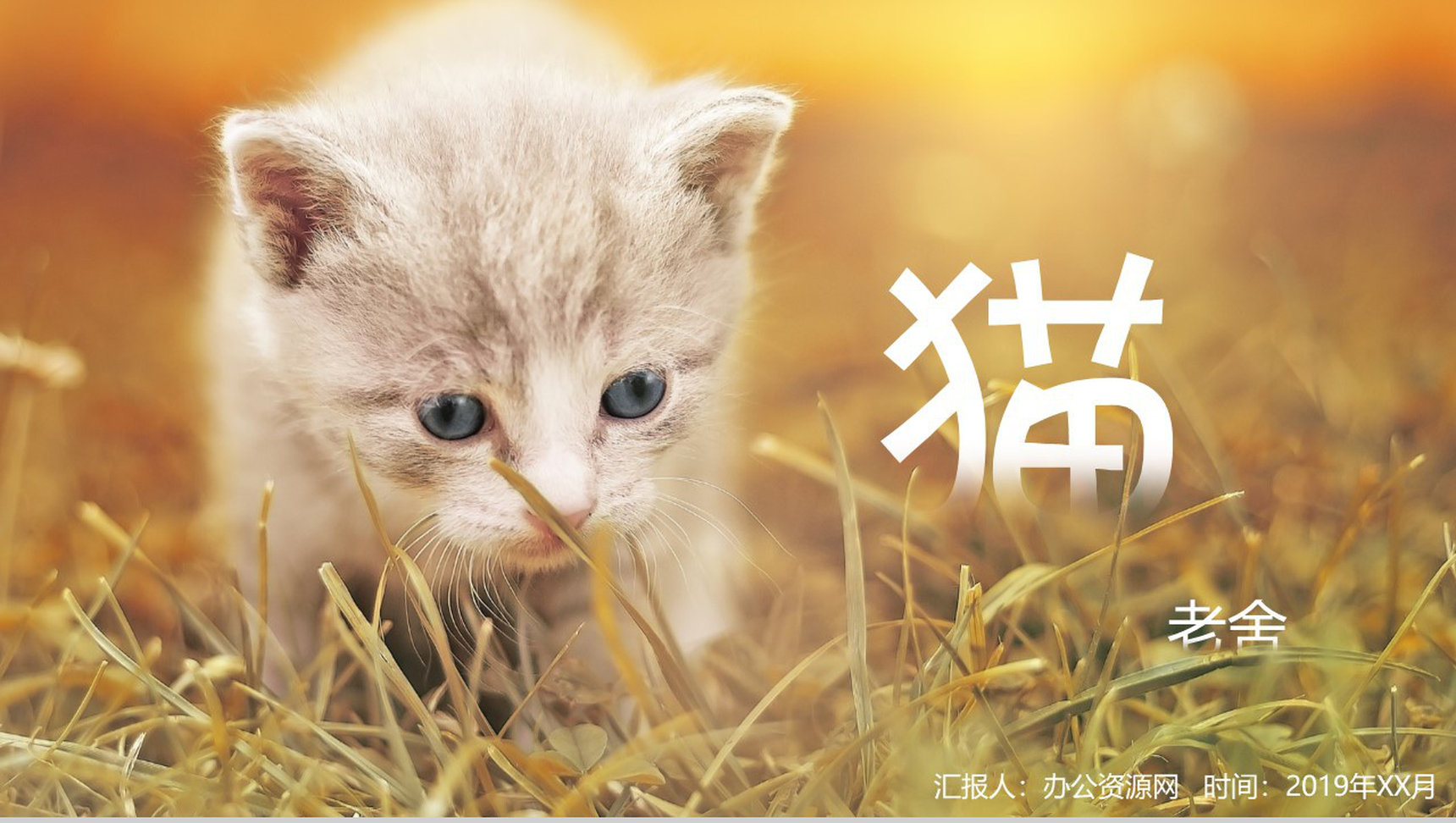 猫语文课文知识讲解PPT模板-网亿资源平台